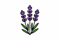 Lavender (L. Angustifolia)